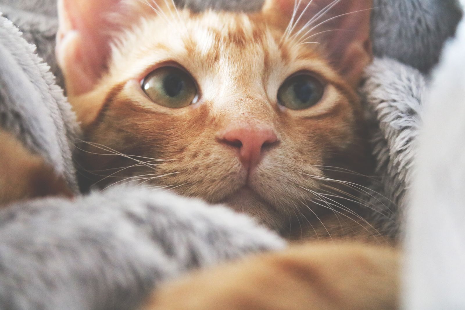 A calm ginger cat resting in a soft blanket at home — the settled, safe moment a shy cat's owner is working toward.